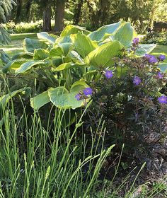 some purple flowers and green leaves in the grass