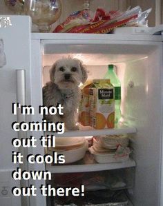 a dog is sitting in the fridge with its door open and it's food inside