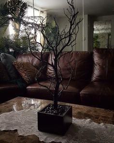 a living room with leather couches and a tree in the middle of the table