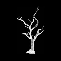 a white tree on a black background with no leaves in the foreground and only one branch still attached to it