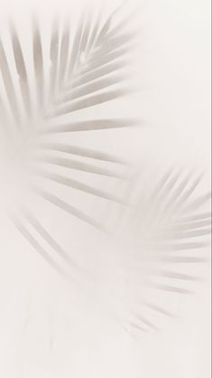 a palm leaf is shown in the middle of a blurry photo with white background