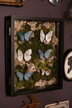 there are many butterflies in the shadow box