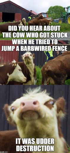 two cows with caption that reads did you hear about the cow who got stuck when he tried to jump a barnyard fence?