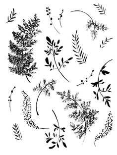 various plants and leaves are drawn in black ink