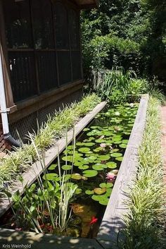 an outdoor pond with water lilies and plants growing in it next to a house