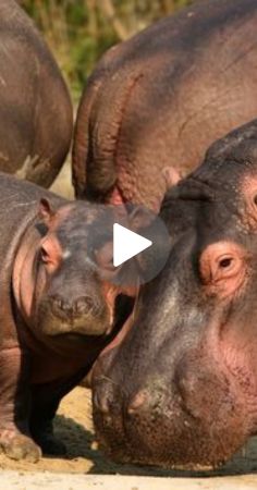 two hippopotamus standing next to each other