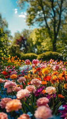 many different colored flowers in the middle of a field with trees and bushes behind them