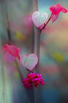 Heart to Heart by RezzanAtakol Heart In Nature, I Love Heart, Moon Photography, Gardening Supplies, Colorful Leaves, Beautiful Heart, Blue Moon, Ikebana, Flower Wallpaper