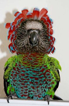 a colorful bird sitting on top of a white shelf