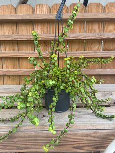 a potted plant sitting on top of a wooden table next to a wall with wood slats