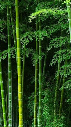 the tall bamboo trees have green leaves on them