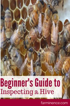 bees and honeycombs with the words beginner's guide to inspecting a hive