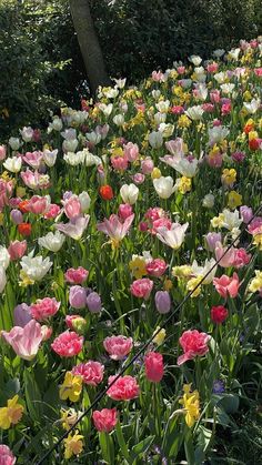 many different colored tulips are growing in the grass near some trees and bushes