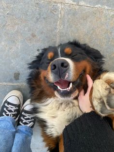 a person petting a dog on the nose