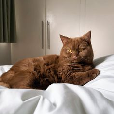 a brown cat laying on top of a white bed