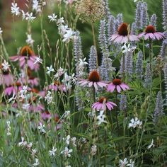 purple and white flowers growing in a garden