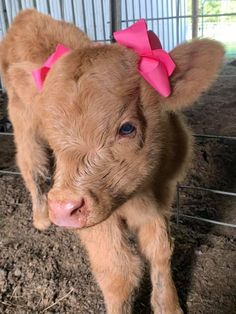 a baby cow with a pink bow on its head standing in a caged area