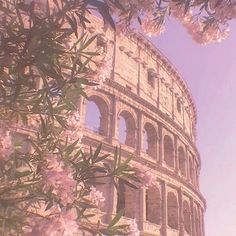 the colossion is surrounded by pink flowers and greenery in front of it