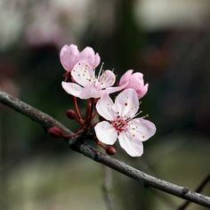 some pink flowers are growing on a branch