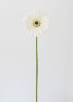 Real Touch White Fake Gerbera Daisy White Gerbera Daisy, White Gerbera, Flowers And Vases, Fake Hydrangeas, Gerber Daisy, Gerber Daisies, Real Touch Flowers, Gerbera Daisy, Bud Vase