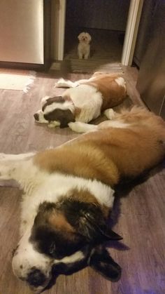 two dogs laying on the floor next to each other