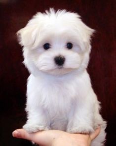 a small white dog sitting on top of a person's hand