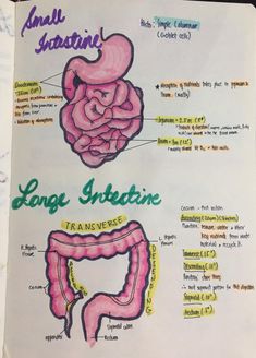 a diagram of the stomach and intestine labeled in different languages, including names