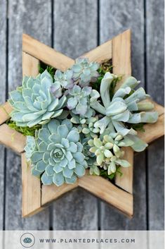 succulents are arranged in a star shaped wooden box