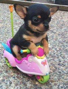 a small dog riding on top of a toy car with caption that reads, they see me rollin they barkin '