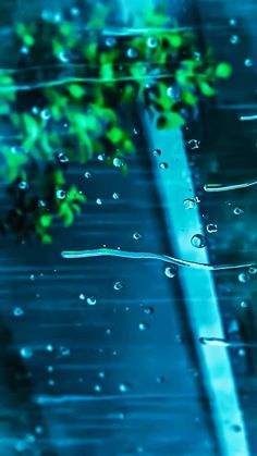 water droplets on the surface of a pool with green plants growing out of it,