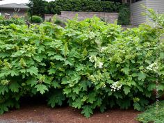 a bush with white flowers in front of a house