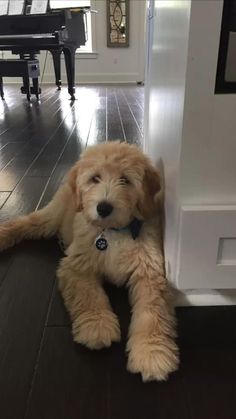 a brown dog laying on the floor next to a white door with a piano in the background