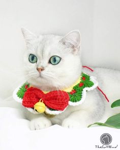 a white cat wearing a red and green crochet christmas sweater with bells on it's collar