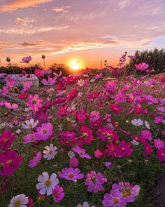 the sun is setting over a field full of pink and white flowers with purple petals