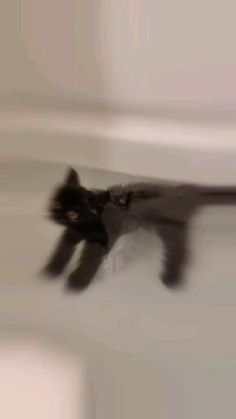 a blurry photo of a black cat flying in the air with it's tail extended