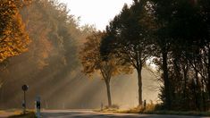 the sun shines brightly through the trees on this road