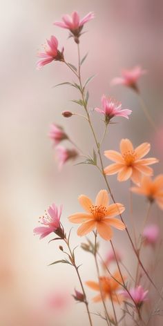 pink and yellow flowers are in the foreground, with blurry back ground behind them