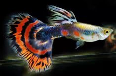 an orange, blue and black fish swimming on top of a dark tank in the water