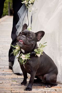 a small dog wearing a flower collar sitting next to a man in a tuxedo