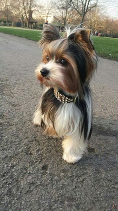 a small brown and white dog sitting on top of a road next to a park