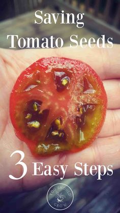 someone holding a tomato in their hand with the title saying, saving tomato seeds 3 easy steps