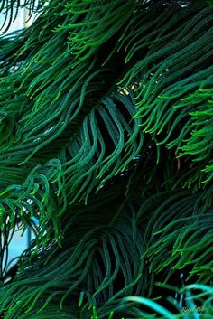 closeup of green leaves on a tree