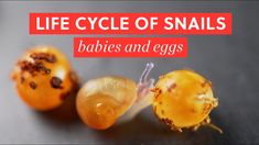 two small oranges with the words life cycle of snails babies and eggs on them