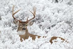 a deer that is laying down in the snow