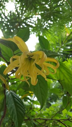 a yellow flower that is growing on a tree in the sunbeams, with green leaves surrounding it