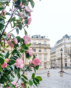 pink flowers are growing in the middle of a cobblestone street with old buildings