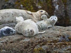 two grey seal puppies play with each other on the rocks