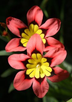 three red and yellow flowers with green leaves