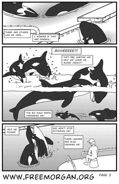 the comic strip shows an orca jumping out of water