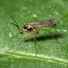 a bug sitting on top of a green leaf